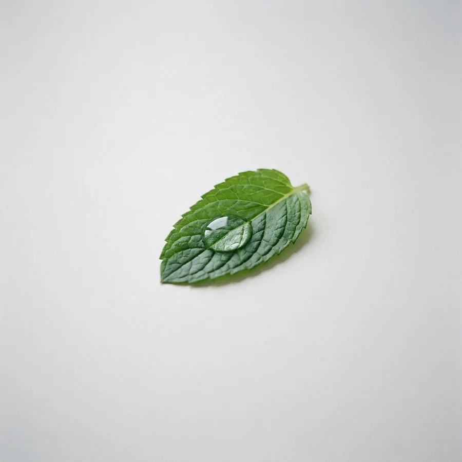 Minzblatt mit Wassertropfen